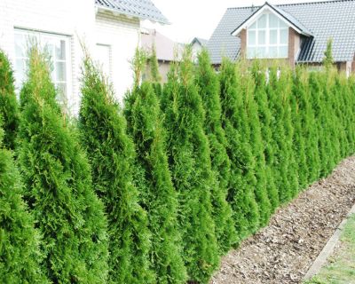 Jetzt pflanzen: Die Thuja