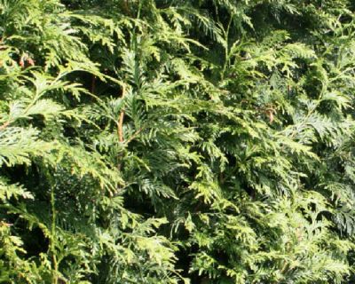 Riesen-Lebensbaum 'Excelsa'