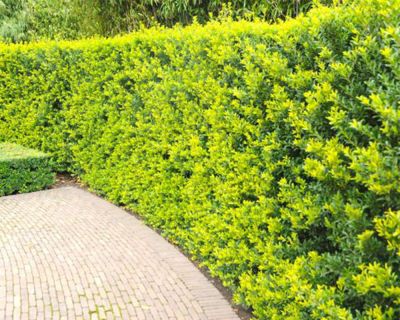 Berg-Ilex 'Green Hedge'