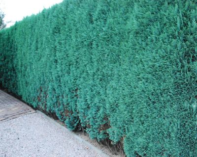 Lawsons Scheinzypresse ‘Columnaris Glauca’