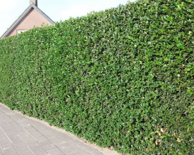 Gewöhnliche Stechpalme 