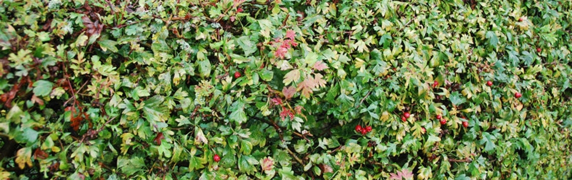 Blühende Hecke online kaufen