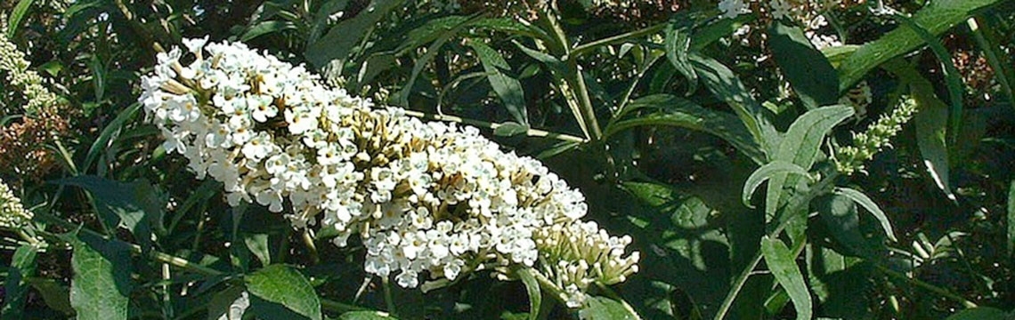 Blühende Sträucher Blühende Sträucher