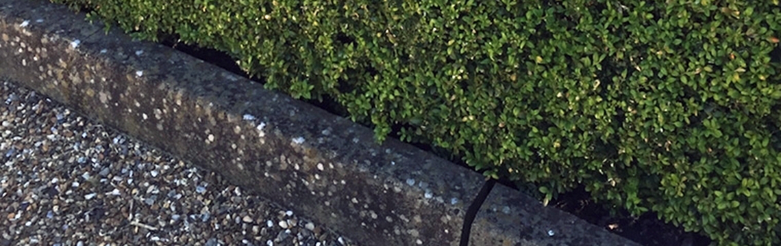 Buchsbaum Gartenpflanzendirekt.de bestellen
