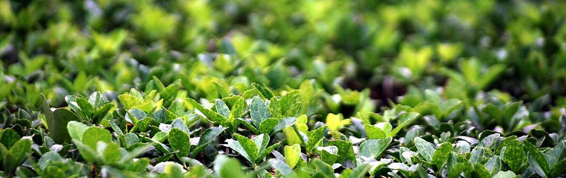 Gartenpflanzen-Arten
