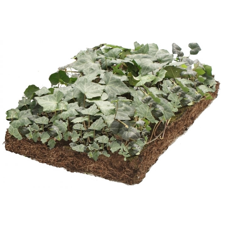 Hedera kaufen: warum?