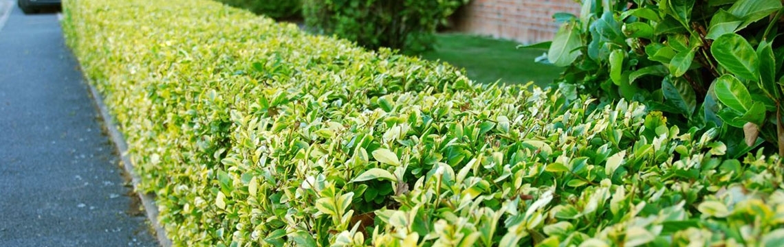Ideen zur Gartengestaltung und weitere Informationen Ideen zur Gartengestaltung und weitere Informationen