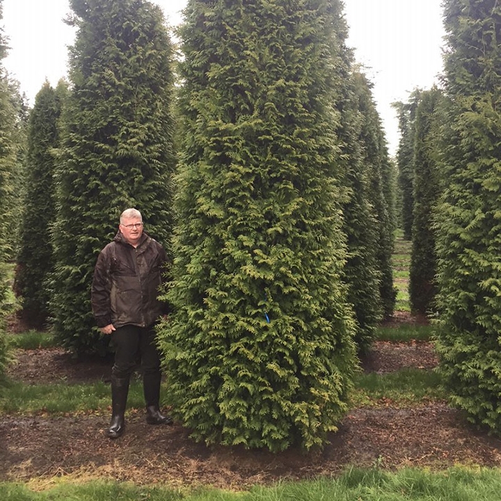 Lebensbaumhecke im Frühjahr schneiden Lebensbaumhecke im Frühjahr schneiden