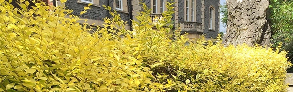 Ligusterhecke kaufen Ligusterhecke kaufen