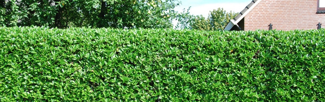 Lorbeerhecke online kaufen im Webshop von Gartenpflanzendirekt.de Lorbeerhecke online kaufen im Webshop von Gartenpflanzendirekt.de