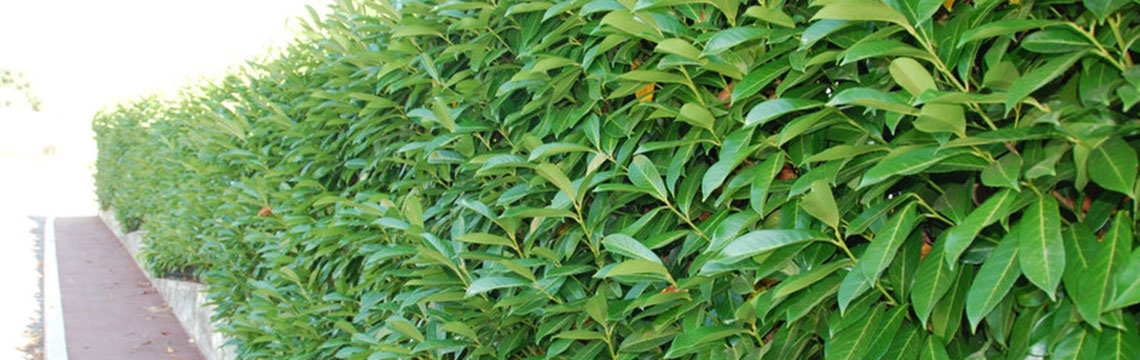 Lorbeersträucher online kaufen im Webshop von Gartenpflanzendirekt.de Lorbeersträucher online kaufen im Webshop von Gartenpflanzendirekt.de