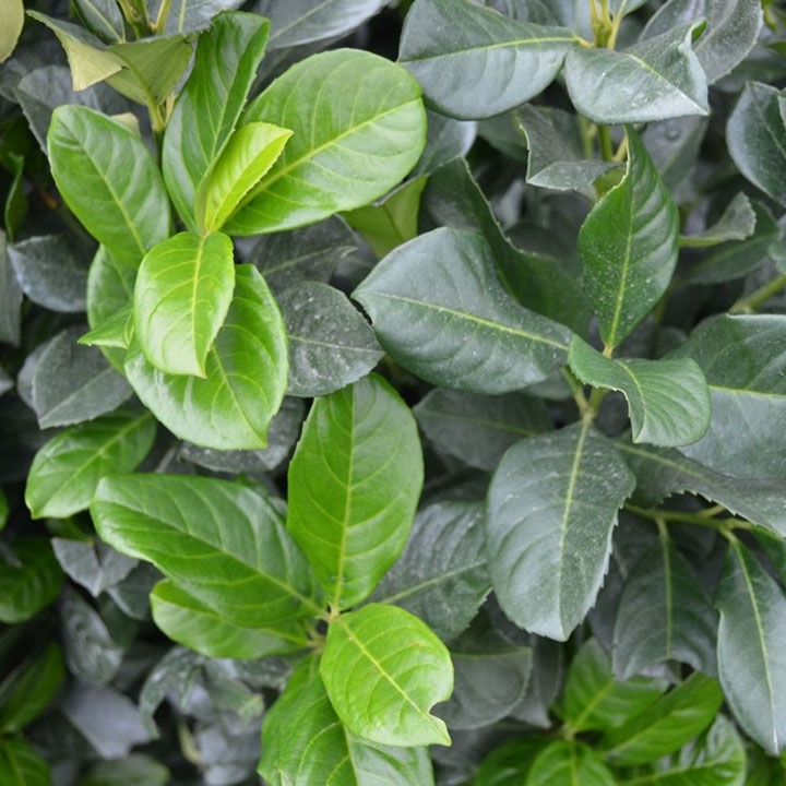 Lorbeersträucher online kaufen bei Gartenpflanzendirekt.de