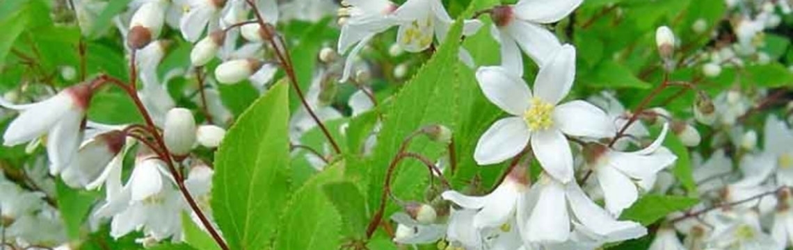 Niedrige Heckenpflanzen kaufen auf Gartenpflanzendirekt.de Niedrige Heckenpflanzen kaufen auf Gartenpflanzendirekt.de