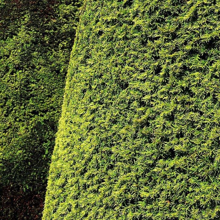 Taxus baccata Fertig-Hecke