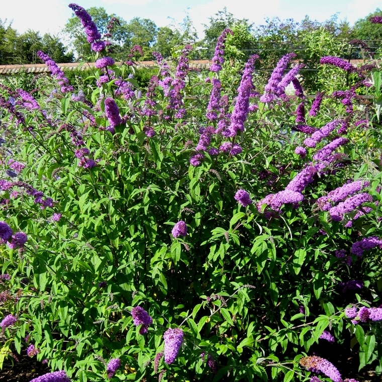 Schmetterlingsstrauch-Hecke in den Boden Schmetterlingsstrauch-Hecke in den Boden