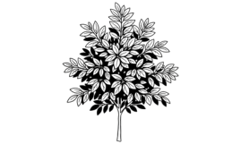 Pflanze im Sommer
