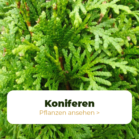 coniferen