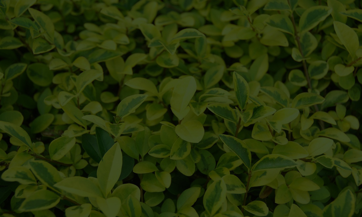 Gartenpflanzendirekt